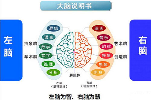 全腦教育加盟成本解析 總投資10.51萬(wàn)元的可行性分析